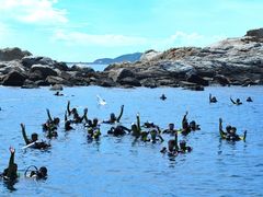 海底世界远海潜水-亚龙湾海底世界