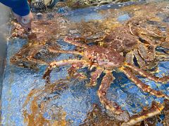 -高佳庄·舟山海鲜(海景旗舰店)