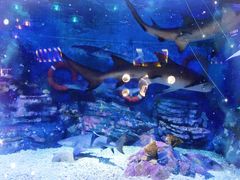 -烟台海昌鲸鲨海洋公园