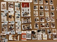 -是阿柴呀！柴犬咖啡·爱喵喵猫咖