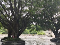 -深圳仙湖植物园