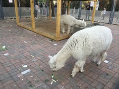 -长白岛森林公园