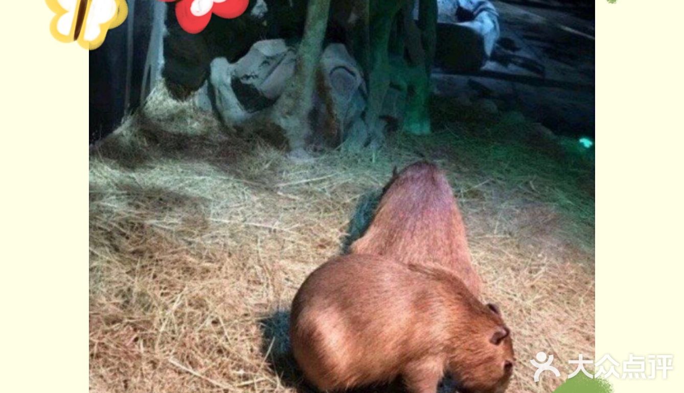 这个六一，就来摸摸乐萌宠园和小动物一起玩吧
