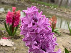 -合肥滨湖国家森林公园