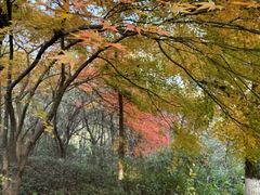 -杭州半山国家森林公园