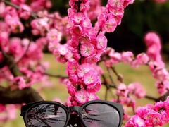 -南汇桃花村