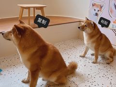 -喜柴咖啡·柴犬狗咖
