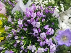 -花鸟鱼虫鲜花绿植市场(玉泉路店)