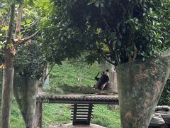 -中国大熊猫保护研究中心雅安碧峰峡基地