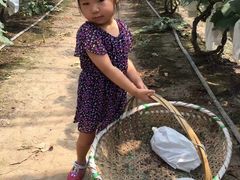 -马陆小张葡萄园农家乐