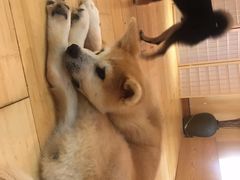 -喜柴咖啡·柴犬狗咖