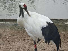 -盐城丹顶鹤湿地生态旅游区