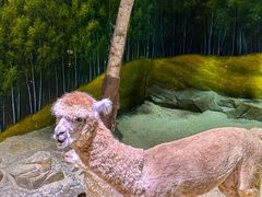 -正佳雨林生态植物园