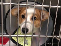 -佳雯宠物医院·皮肤科·内外科(春晓路分院)