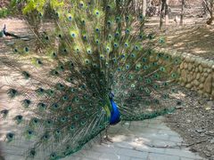 -石家庄市动物园