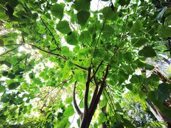 -北京植物园-展览温室