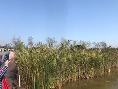 -盐城丹顶鹤湿地生态旅游区