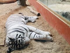 -清迈夜间动物园