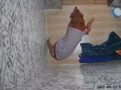 -宠物之家Pets Home 宠物寄养酒店
