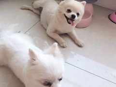 -瑞派宠物医院·24小时骨科·心脏·核磁(哈尔滨南岗店)