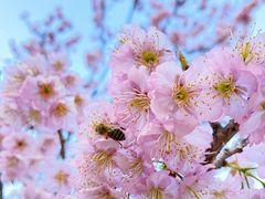 -杭州植物园