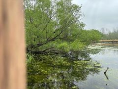 -溱湖国家湿地公园