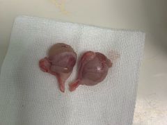 -纳吉亚猫专科动物医院博雅分院