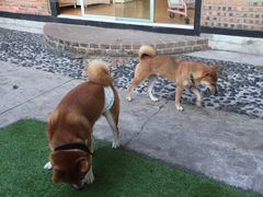 -柴犬高等学院·狗咖·柴犬售卖·宠物训练