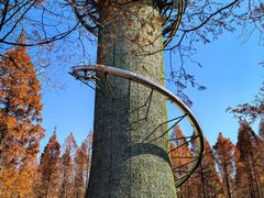 -黄海国家森林公园