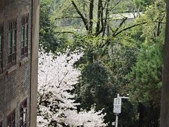 -武汉大学-樱园
