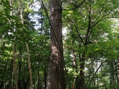 -五营红松林海景区