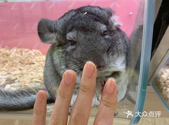 远远的看,总觉得他是老鼠或者他是巨大的老鼠