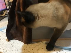 -宠爱国际动物医院·消化内科·心肾内科·ISFM猫友好(望京店)