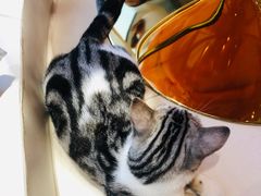 -飞行喵MR PILOT|猫舍·猫咖(静安大融城店)