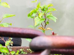 -观澜山水田园