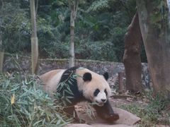 -都江堰中华大熊猫苑