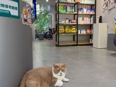 -伟伟宠物医院·CT影像中心·瑞派犬猫综合性门诊(汉口总院)