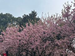 -南山植物园