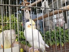 -more than meow吴止猫主题餐厅(承德 中船汇店)