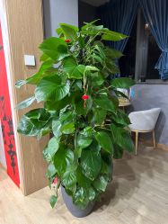 -酉嘉瑜伽YO+YOGA