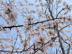 -桃花堤公园
