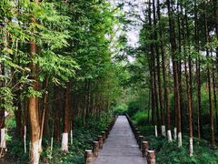 -桤木河湿地公园