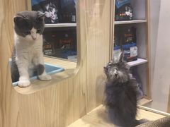 -屋虎猫馆(宝安大仟里店)