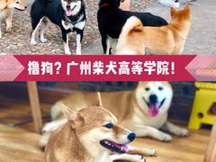 -柴犬高等学院·狗咖·柴犬售卖·宠物训练