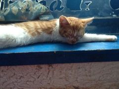 iphone_upload_pic-Sirena海妖日咖夜酒