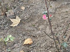 -优衣库(天津鲁能城购物中心店)