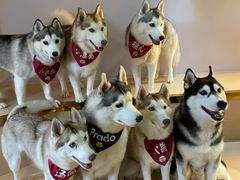 -Husky Go! 哈士奇体验馆·宠物咖啡厅狗咖