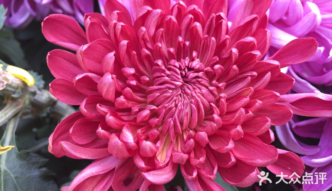 梅兰竹菊诗情画意——清风园（菊花盛开中）