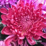 梅兰竹菊诗情画意——清风园（菊花盛开中）