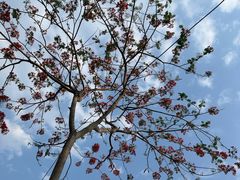 -西双版纳傣族园